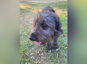 Wundervoller Briard ähnlicher Jungrüde, ca. 1 Jahr, 50cm, kastriert
