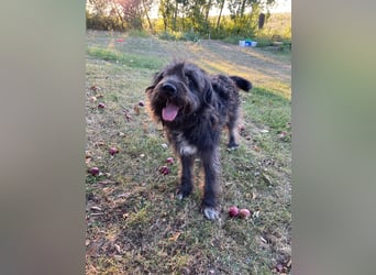Wundervoller Briard ähnlicher Jungrüde, ca. 1 Jahr, 50cm, kastriert