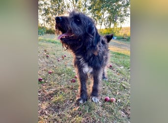 Wundervoller Briard ähnlicher Jungrüde, ca. 1 Jahr, 50cm, kastriert