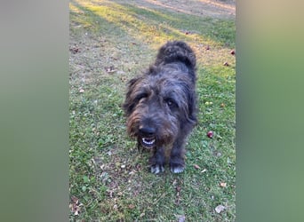 Wundervoller Briard ähnlicher Jungrüde, ca. 1 Jahr, 50cm, kastriert