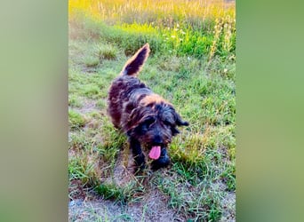 Wundervoller Briard ähnlicher Jungrüde, ca. 1 Jahr, 50cm, kastriert