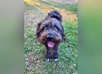 Wundervoller Briard ähnlicher Jungrüde, ca. 1 Jahr, 50cm, kastriert