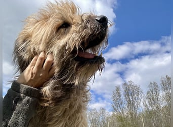 Merlin hat ein Herz aus Gold