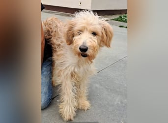 Jackline, süße Briard Hündin sucht …..