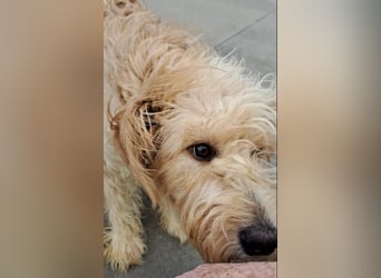 Jackline, süße Briard Hündin sucht …..