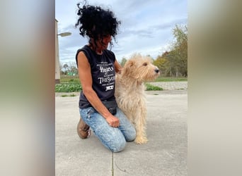 Jackline, süße Briard Hündin sucht …..