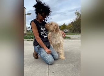 Jackline, süße Briard Hündin sucht …..