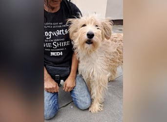 Jackline, süße Briard Hündin sucht …..