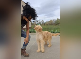 Jackline, süße Briard Hündin sucht …..