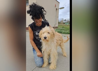 Jackline, süße Briard Hündin sucht …..