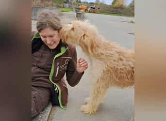 Jackline, süße Briard Hündin sucht …..