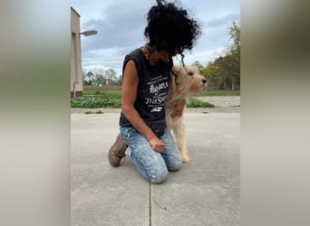 Jackline, süße Briard Hündin sucht …..