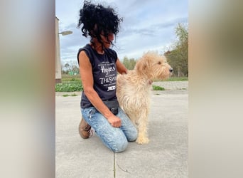 Jackline, süße Briard Hündin sucht …..