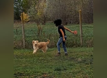 Jackline, süße Briard Hündin sucht …..