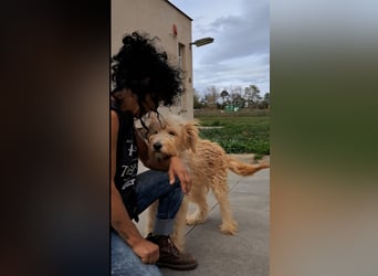 Jackline, süße Briard Hündin sucht …..