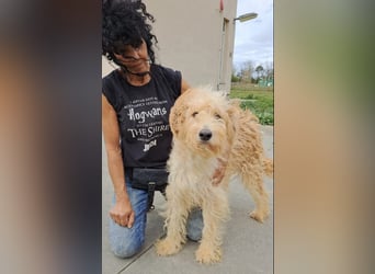 Jackline, süße Briard Hündin sucht …..