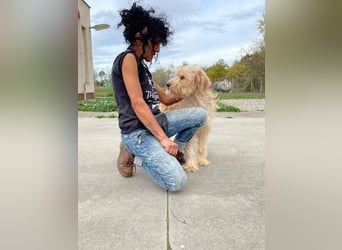 Jackline, süße Briard Hündin sucht …..