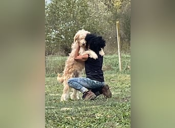 Jackline, süße Briard Hündin sucht …..