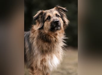 Sly - sucht hundeerfahrene Menschen - Tierhilfe Franken e.V.