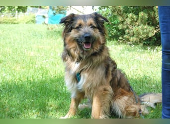 Sly - sucht hundeerfahrene Menschen - Tierhilfe Franken e.V.