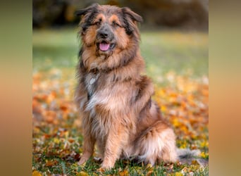 Sly - sucht hundeerfahrene Menschen - Tierhilfe Franken e.V.