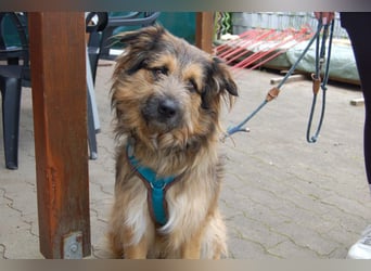 Sly - sucht hundeerfahrene Menschen - Tierhilfe Franken e.V.