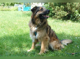 Sly - sucht hundeerfahrene Menschen - Tierhilfe Franken e.V.