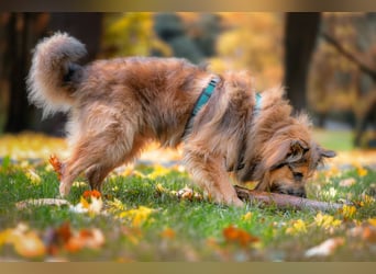 Sly - sucht hundeerfahrene Menschen - Tierhilfe Franken e.V.