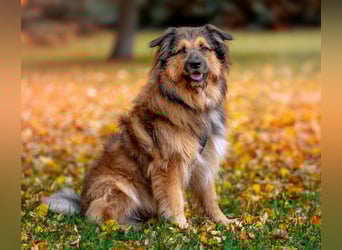 Sly - sucht hundeerfahrene Menschen - Tierhilfe Franken e.V.
