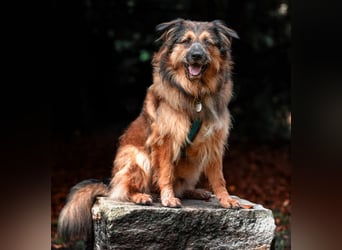 Sly - sucht hundeerfahrene Menschen - Tierhilfe Franken e.V.