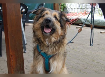 Sly - sucht hundeerfahrene Menschen - Tierhilfe Franken e.V.