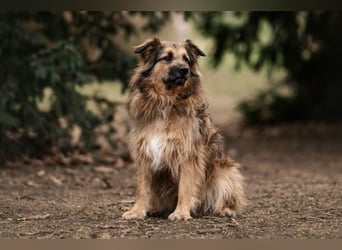 Sly - sucht hundeerfahrene Menschen - Tierhilfe Franken e.V.