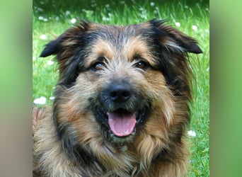 Sly - sucht hundeerfahrene Menschen - Tierhilfe Franken e.V.
