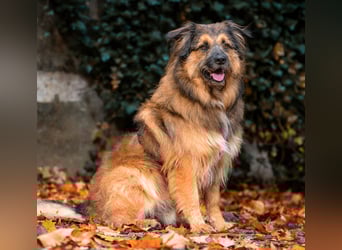 Sly - sucht hundeerfahrene Menschen - Tierhilfe Franken e.V.