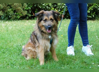 Sly - sucht hundeerfahrene Menschen - Tierhilfe Franken e.V.