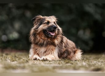 Sly - sucht hundeerfahrene Menschen - Tierhilfe Franken e.V.