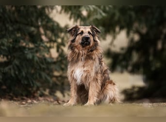 Sly - sucht hundeerfahrene Menschen - Tierhilfe Franken e.V.