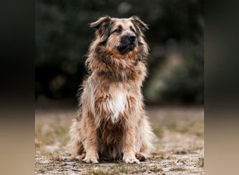 Sly - sucht hundeerfahrene Menschen - Tierhilfe Franken e.V.