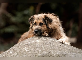 Sly - sucht hundeerfahrene Menschen - Tierhilfe Franken e.V.