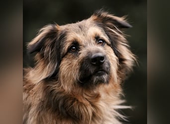 Sly - sucht hundeerfahrene Menschen - Tierhilfe Franken e.V.