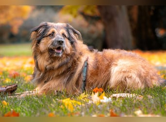 Sly - sucht hundeerfahrene Menschen - Tierhilfe Franken e.V.