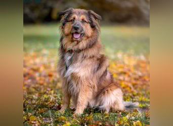 Sly - sucht hundeerfahrene Menschen - Tierhilfe Franken e.V.