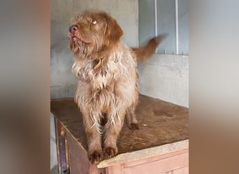 KOLIN - ich mag Menschen und träume von einer hundeerfahrenen, aktiven Familie