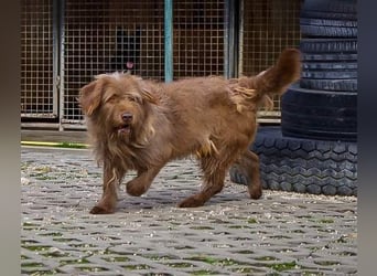 KOLIN - ich mag Menschen und träume von einer hundeerfahrenen, aktiven Familie