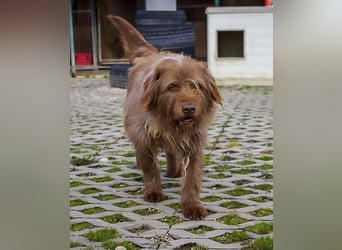 KOLIN - ich mag Menschen und träume von einer hundeerfahrenen, aktiven Familie