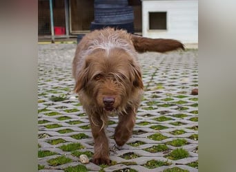 KOLIN - ich mag Menschen und träume von einer hundeerfahrenen, aktiven Familie