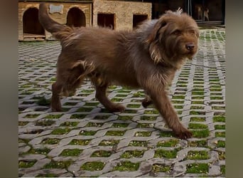 KOLIN - ich mag Menschen und träume von einer hundeerfahrenen, aktiven Familie