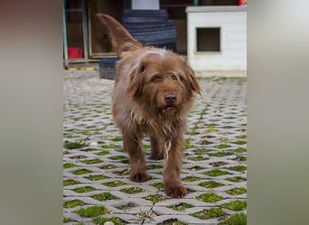 KOLIN liebt die Nähe zum Menschen und braucht diese Nähe auch