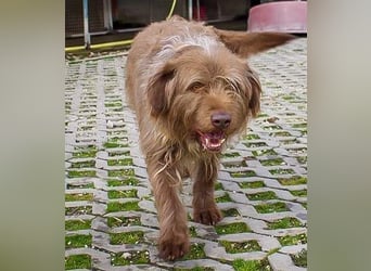 KOLIN - ich mag Menschen und träume von einer hundeerfahrenen, aktiven Familie