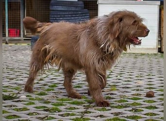KOLIN - ich mag Menschen und träume von einer hundeerfahrenen, aktiven Familie